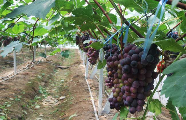 吉安富硒水果(江西富硒水)-硒宝网