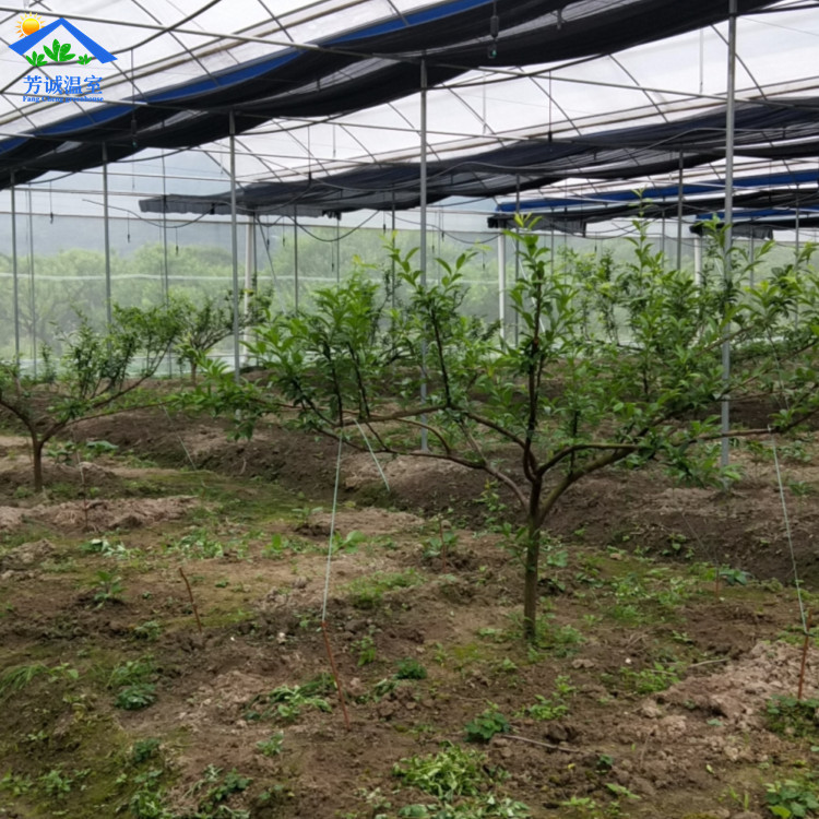 吉安富硒水果(江西富硒水)-硒宝网