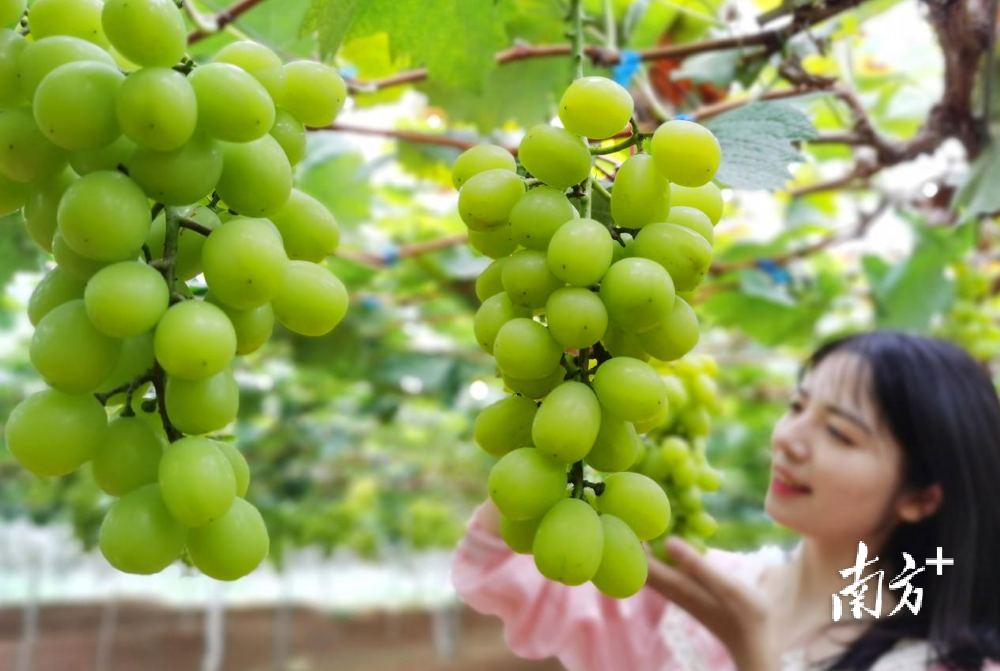 新鲜富硒水果(新鲜水果富硒含量高吗)-硒宝网