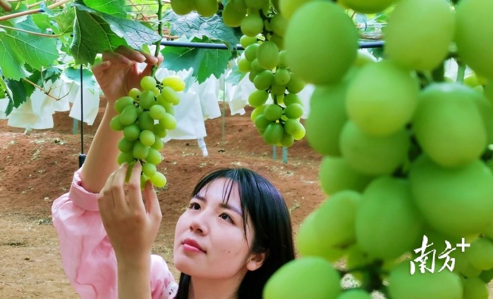 新鲜富硒水果(新鲜水果富硒含量高吗)-硒宝网