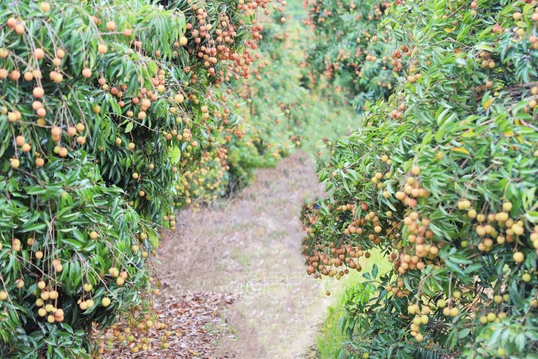 寻乌富硒水果(富硒水果一览表)-硒宝网