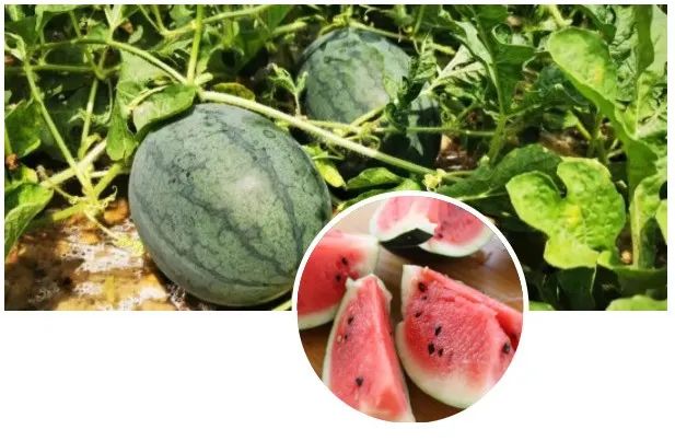 寻乌富硒水果(富硒水果一览表)-硒宝网