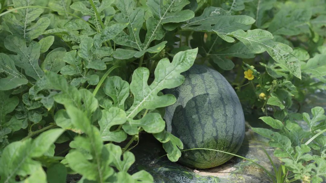 寻乌富硒水果(富硒水果一览表)-硒宝网