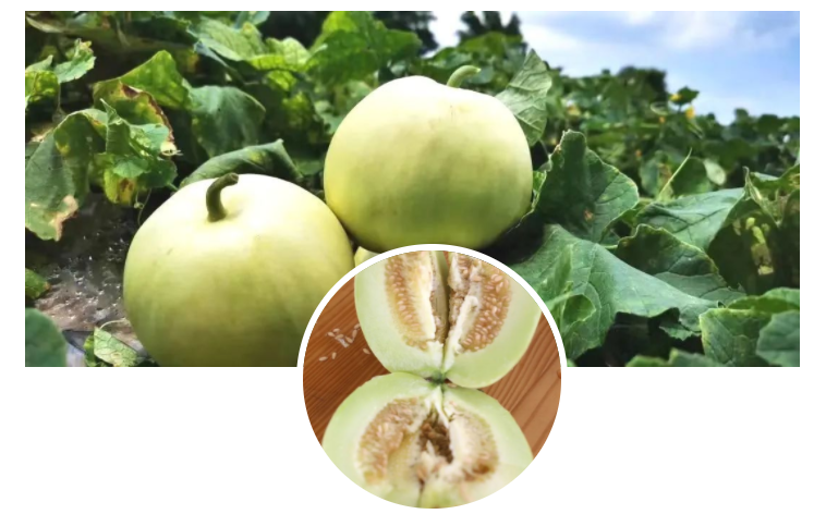 寻乌富硒水果(富硒水果一览表)-硒宝网