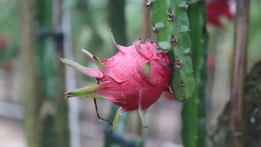 寻乌富硒水果(富硒水果一览表)-硒宝网