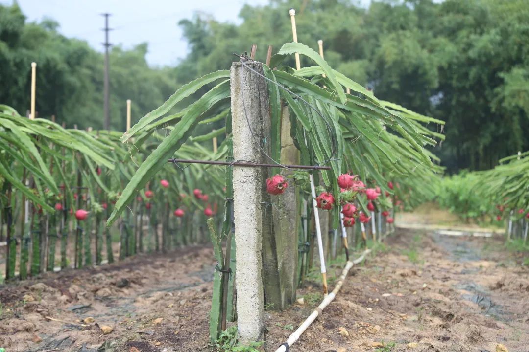 寻乌富硒水果(富硒水果一览表)-硒宝网