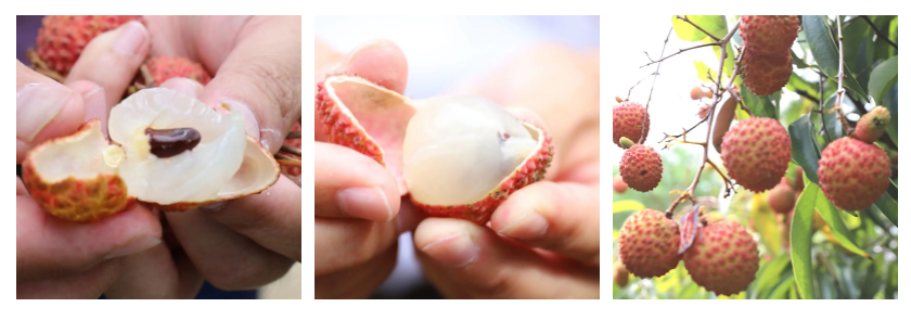 寻乌富硒水果(富硒水果一览表)-硒宝网