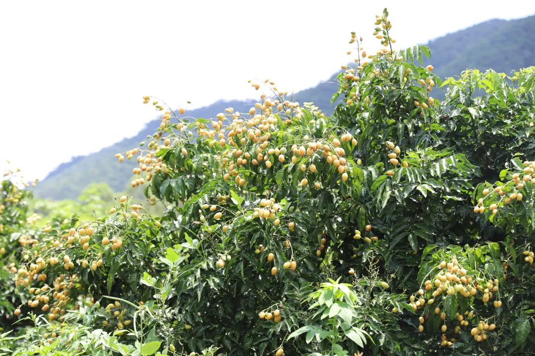 寻乌富硒水果(富硒水果一览表)-硒宝网