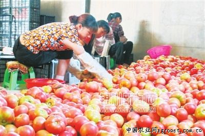 富硒水果南瓜(南瓜水果富硒含量)-硒宝网