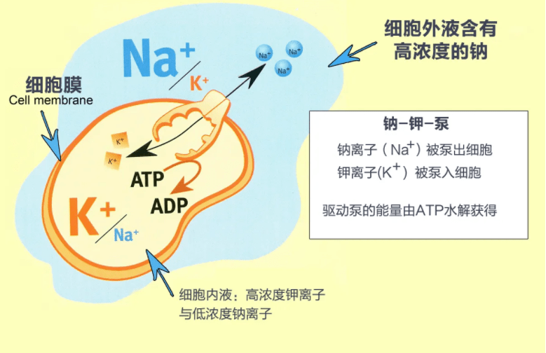 补钠原则(补钠原则及注意事项)-硒宝网
