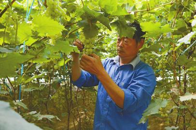 德州富硒水果(山东德州水果)-硒宝网