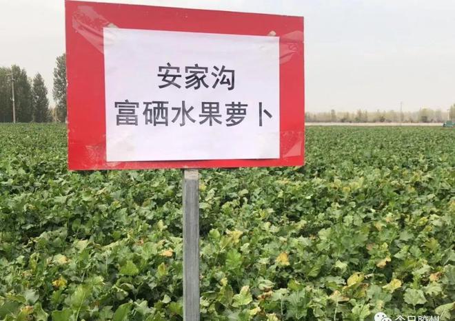 胶州富硒水果(富硒果园)-硒宝网