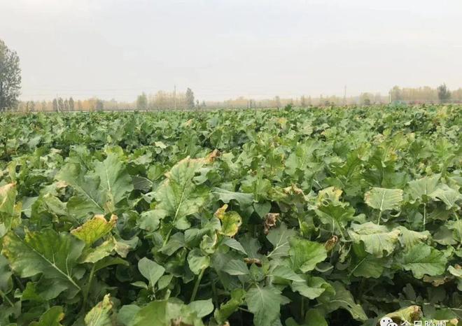 胶州富硒水果(富硒果园)-硒宝网