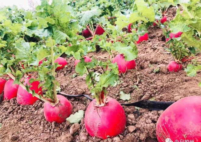 胶州富硒水果(富硒果园)-硒宝网