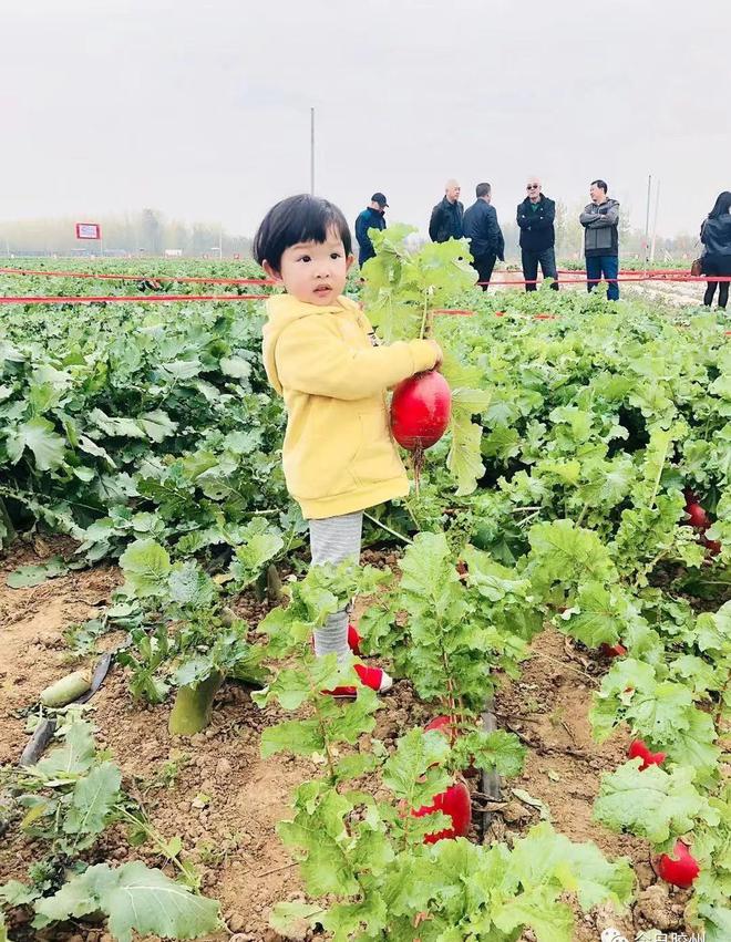 胶州富硒水果(富硒果园)-硒宝网