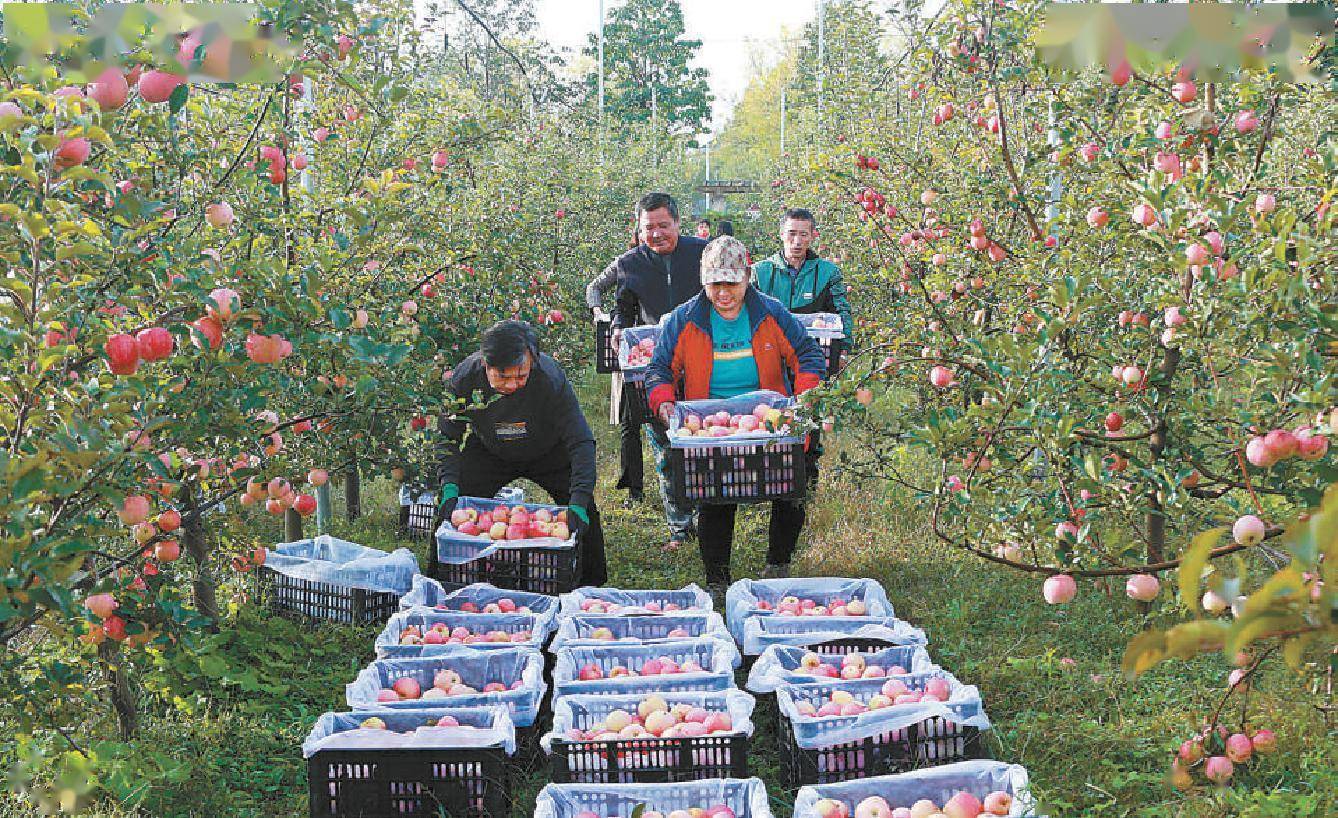 寻乌富硒水果（富硒水果的好处）-硒宝网
