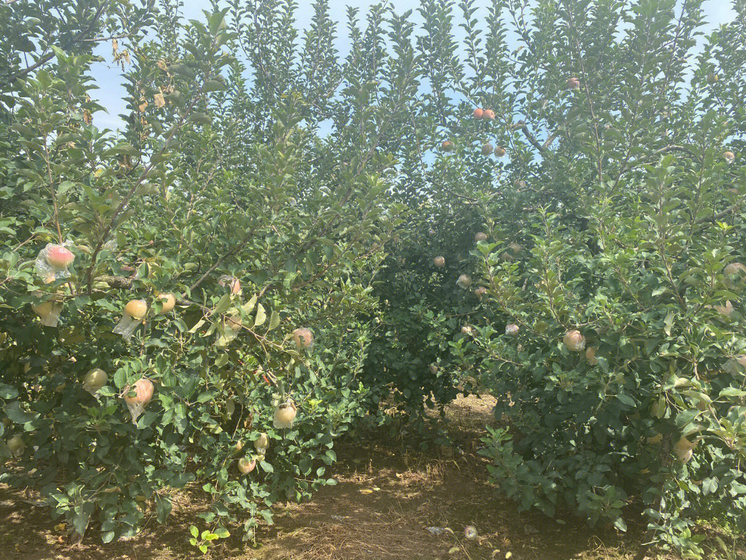 寻乌富硒水果（富硒水果的好处）-硒宝网