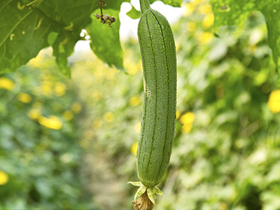 塔城富硒水果（富硒水果种植技术）-硒宝网