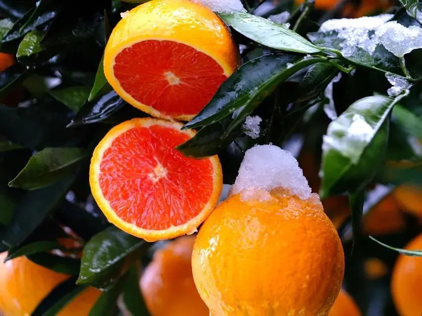 富硒水果番茄(番茄水果富硒含量高吗)-硒宝网