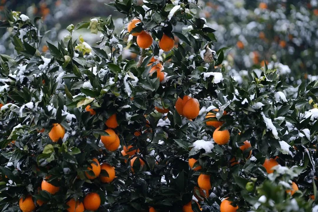 富硒水果番茄(番茄水果富硒含量高吗)-硒宝网