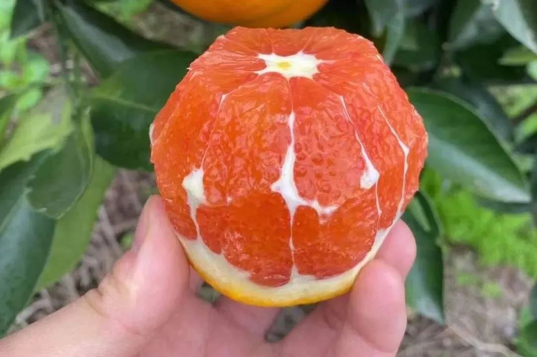 富硒水果番茄(番茄水果富硒含量高吗)-硒宝网