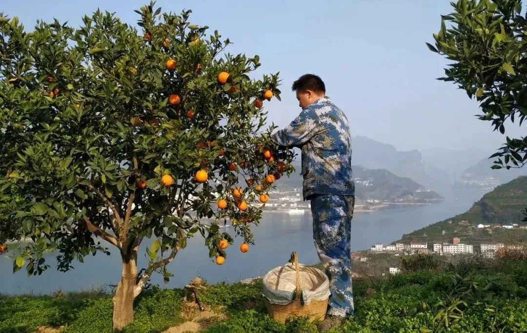 富硒水果番茄(番茄水果富硒含量高吗)-硒宝网