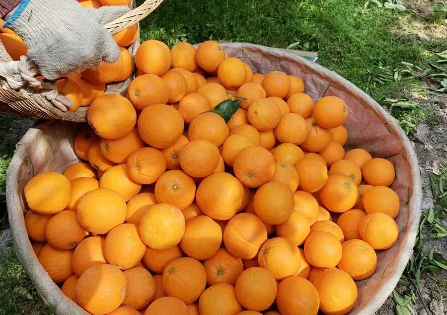 富硒水果番茄(番茄水果富硒含量高吗)-硒宝网