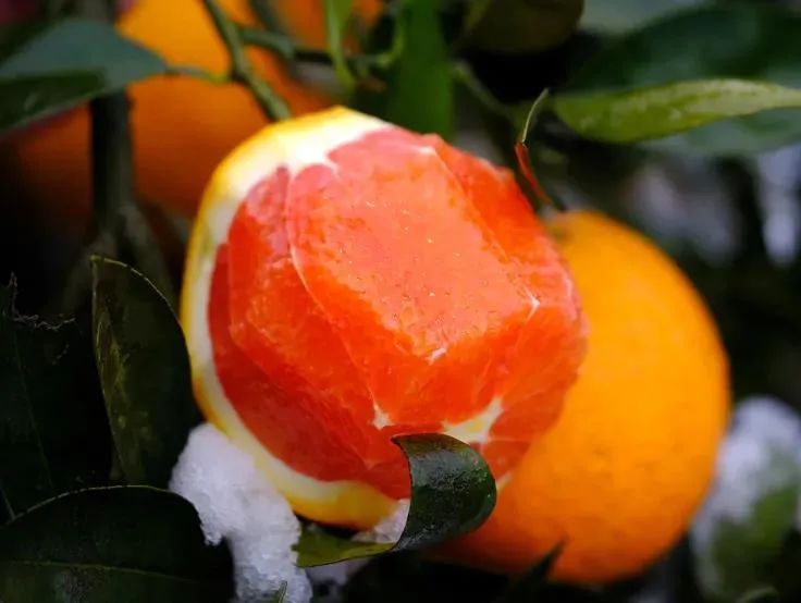 富硒水果番茄(番茄水果富硒含量高吗)-硒宝网