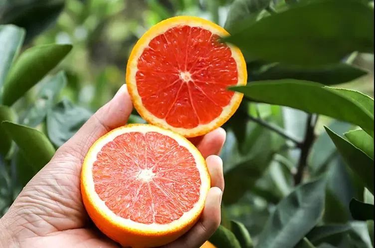 富硒水果番茄(番茄水果富硒含量高吗)-硒宝网