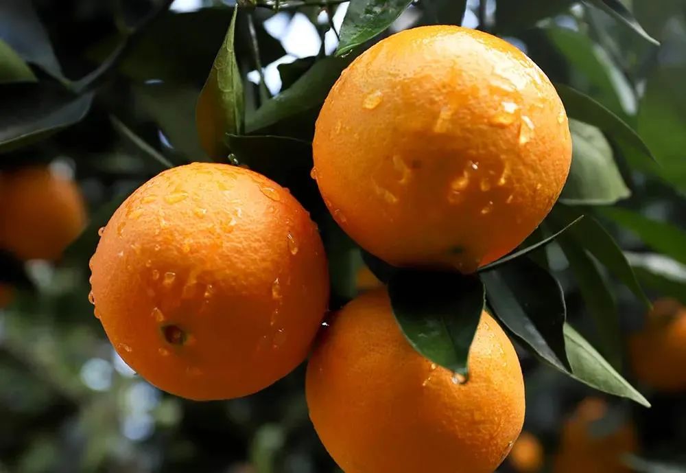 富硒水果番茄(番茄水果富硒含量高吗)-硒宝网