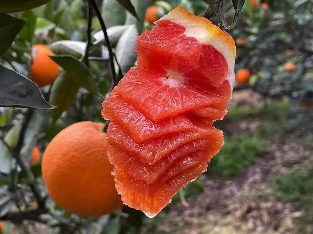 富硒水果番茄(番茄水果富硒含量高吗)-硒宝网