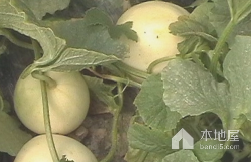 绥化富硒水果（全国富硒食品之乡绥棱）-硒宝网