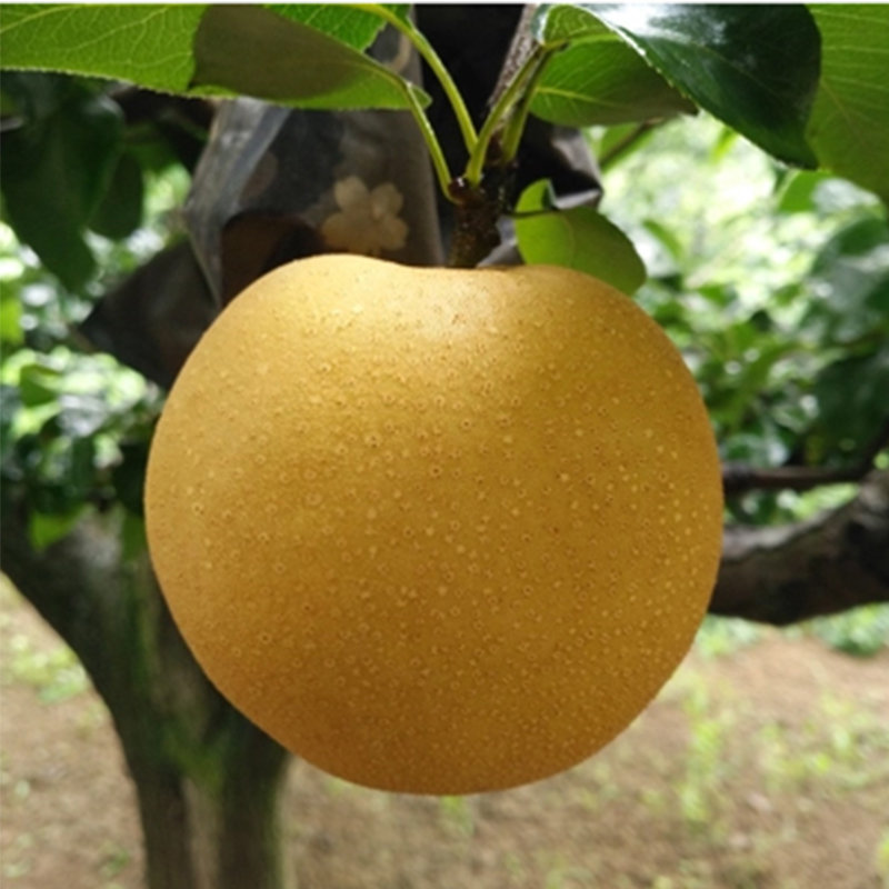 德州富硒水果(山东富硒水产地)-硒宝网