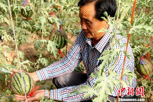 海西富硒水果(富硒水果硒含量标准)-硒宝网