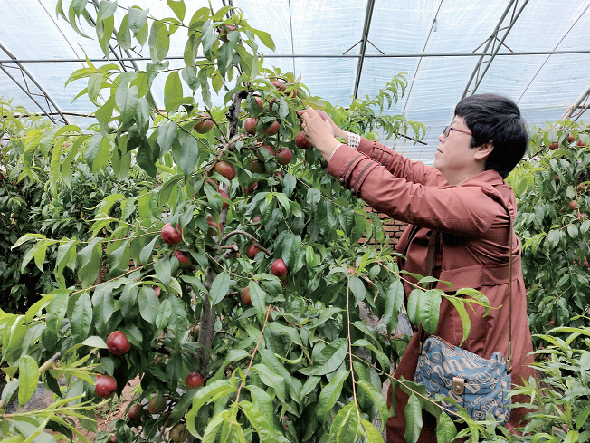 海西富硒水果(富硒水果硒含量标准)-硒宝网