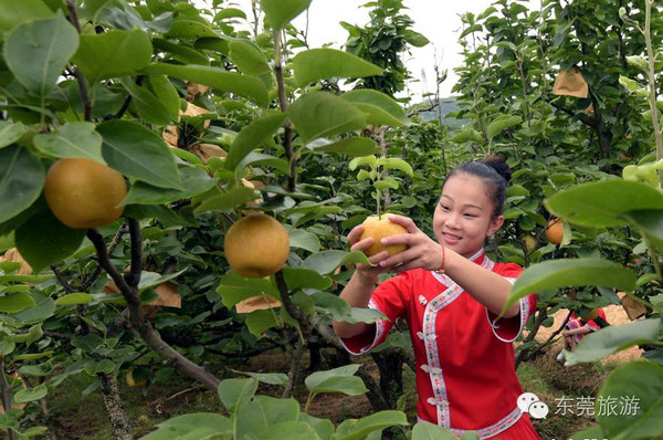 连州富硒水果(连城富硒)-硒宝网