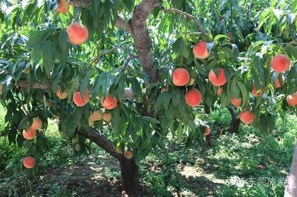 连州富硒水果(连城富硒)-硒宝网