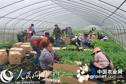 绵阳富硒水果(绵阳水果富硒产地)-硒宝网