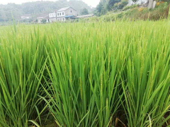 富硒水果肥料（富硒水果种植技术）-硒宝网