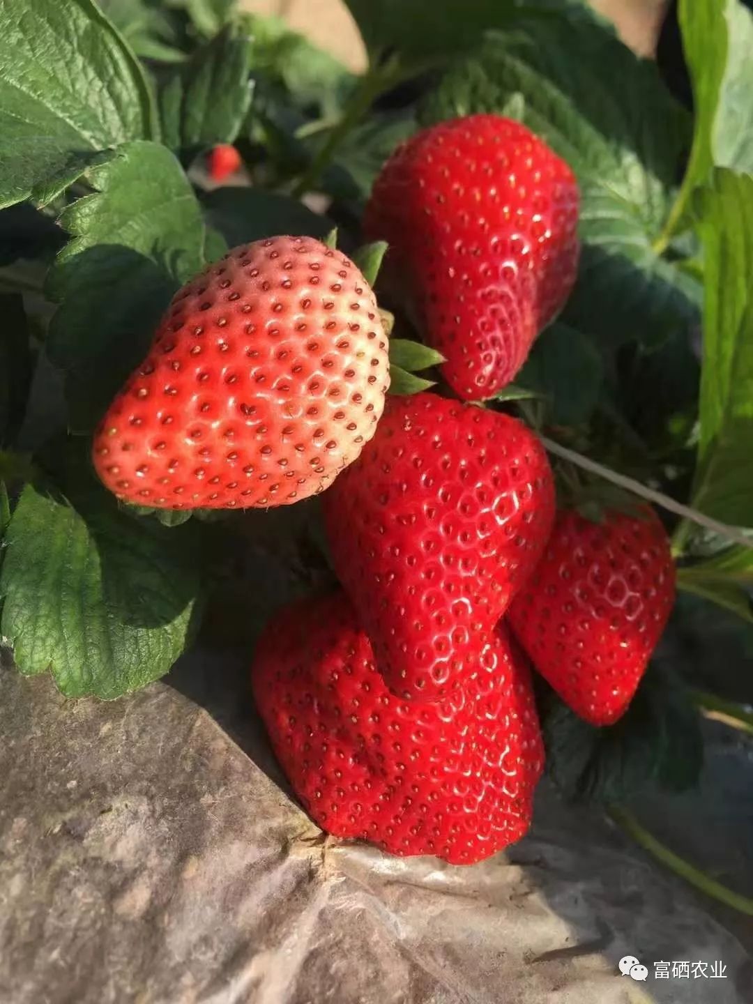 富硒皇后水果（皇后的水果）-硒宝网