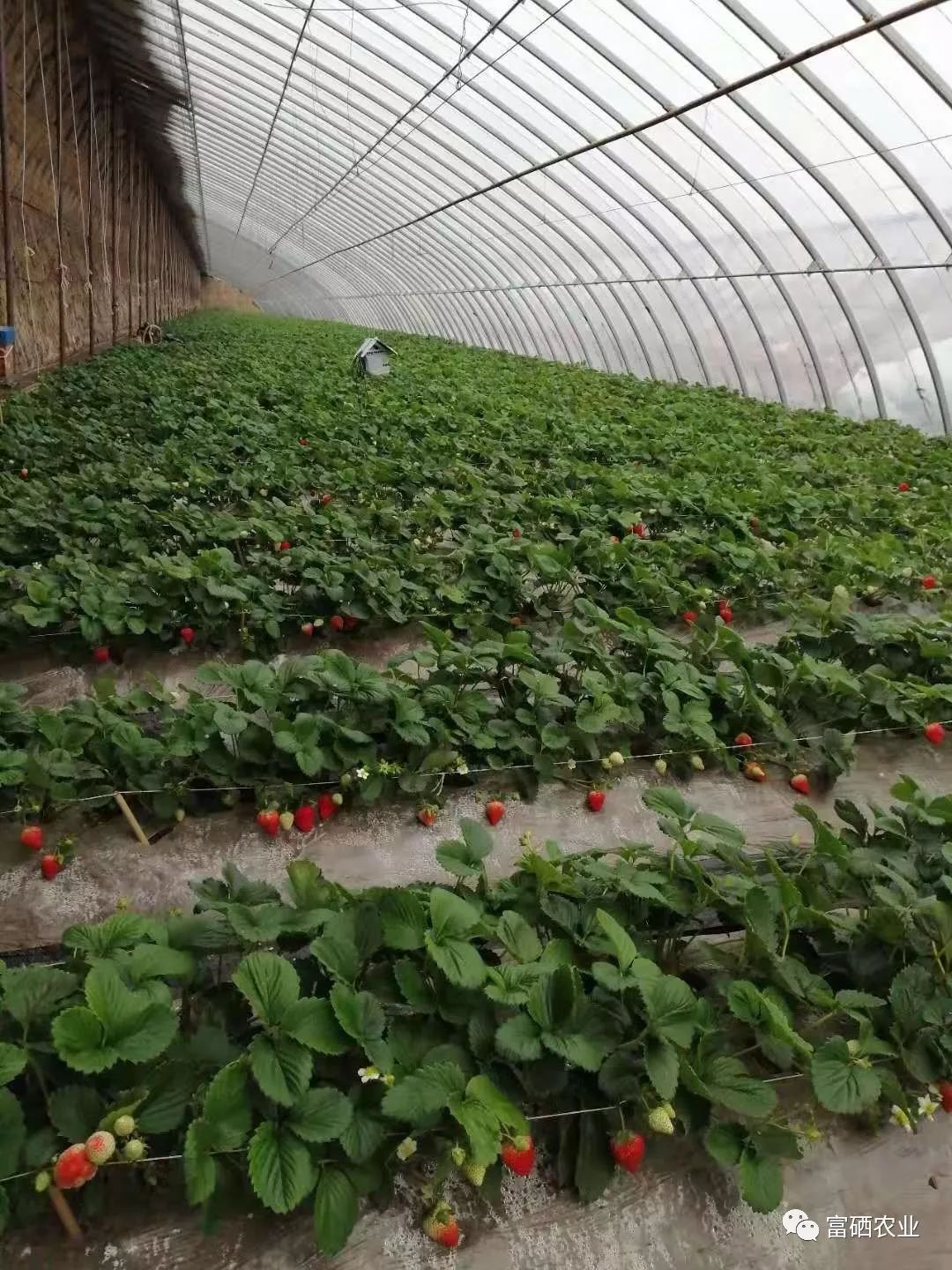 富硒皇后水果（皇后的水果）-硒宝网