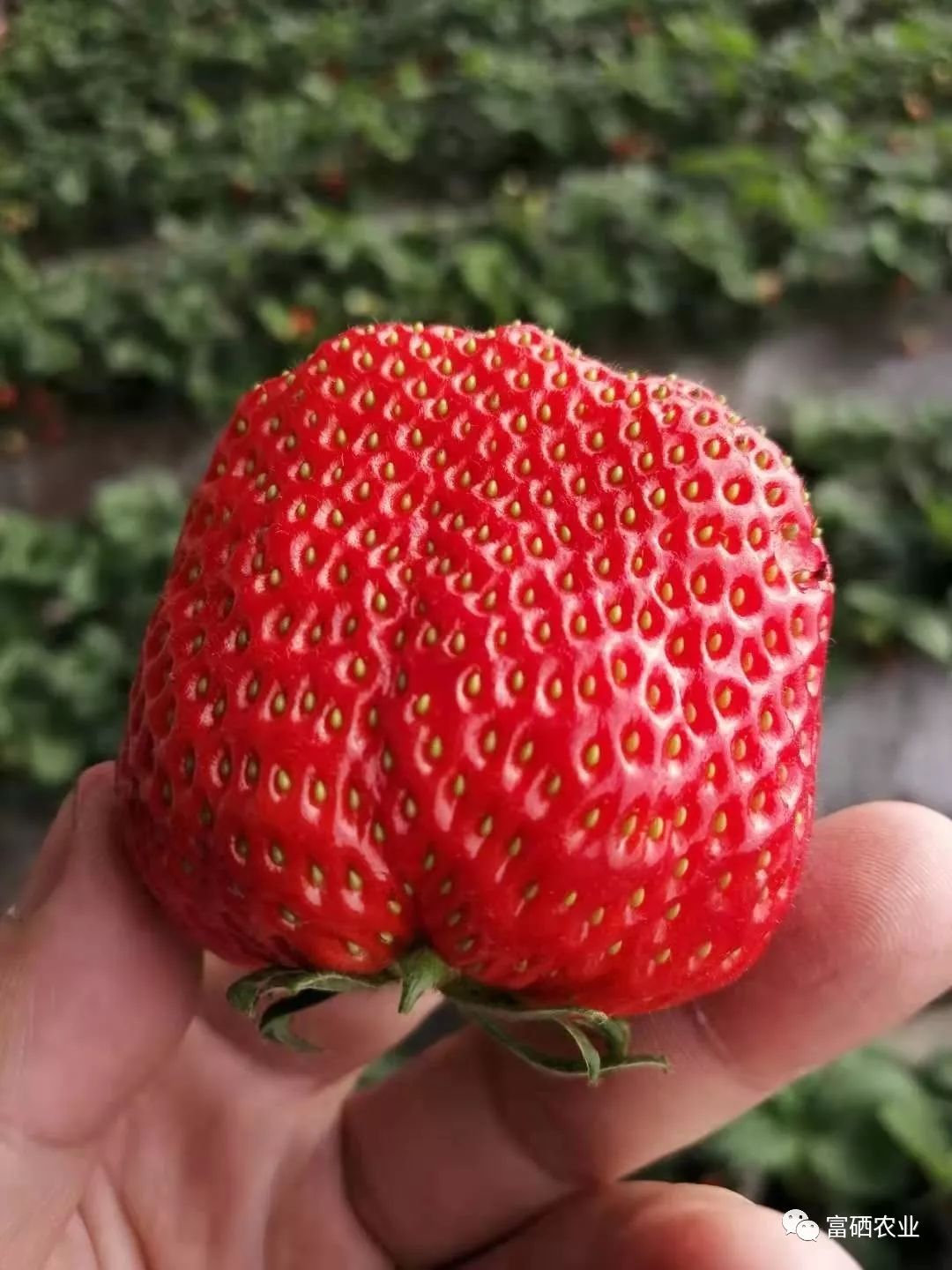 富硒皇后水果（皇后的水果）-硒宝网