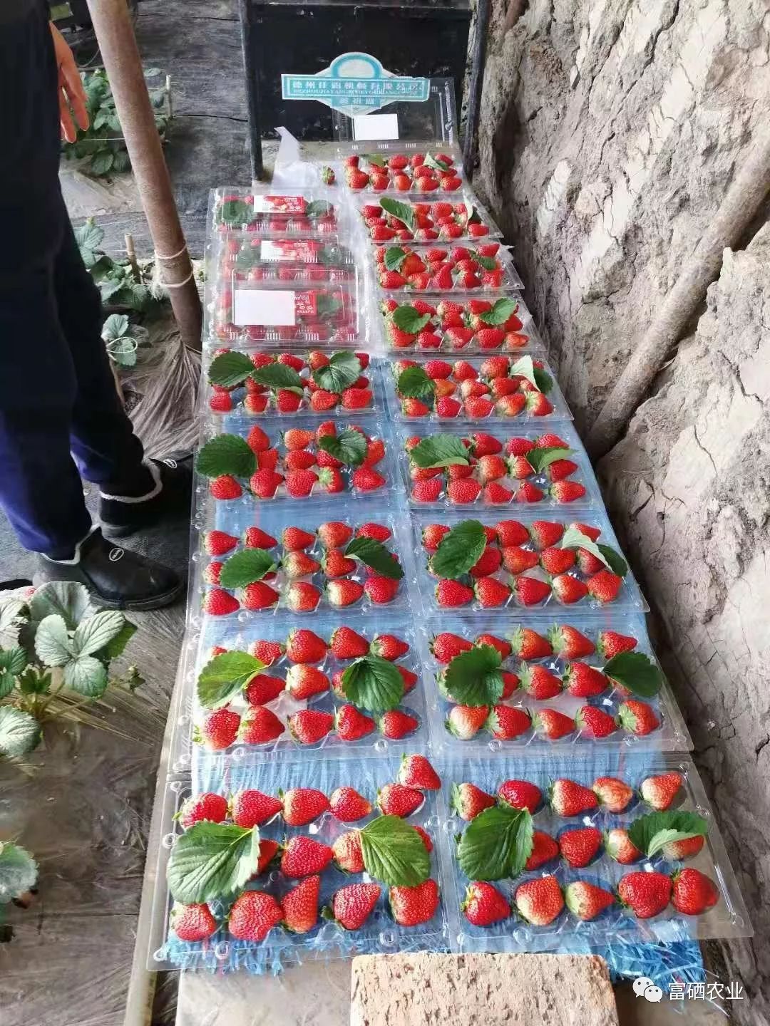 富硒皇后水果（皇后的水果）-硒宝网