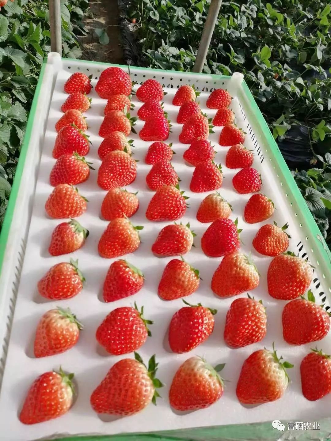 富硒皇后水果（皇后的水果）-硒宝网