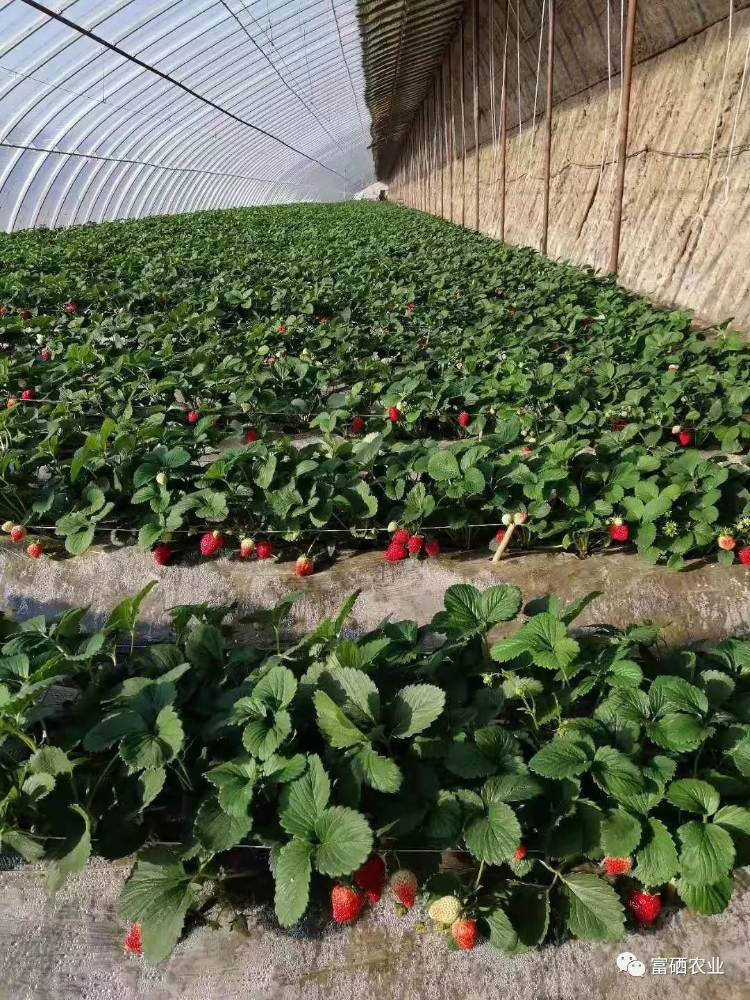 富硒皇后水果（皇后的水果）-硒宝网