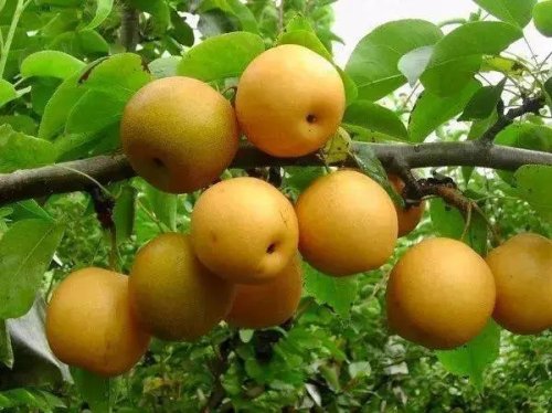 中山富硒水果(中山水果富硒园在哪里)-硒宝网