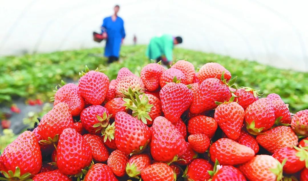 山南富硒水果(富硒水果是什么意思)-硒宝网