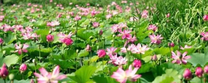 山南富硒水果(富硒水果是什么意思)-硒宝网