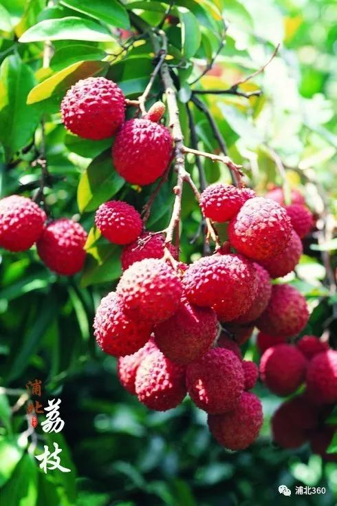 国外富硒水果(水果国外富硒产地)-硒宝网