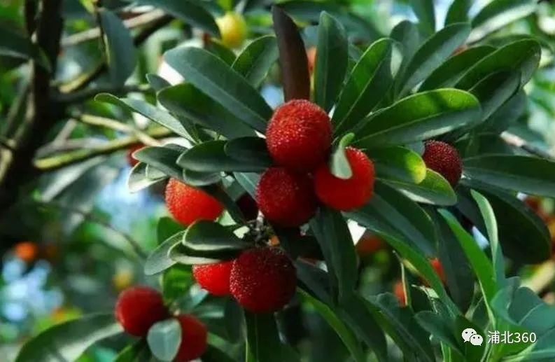 国外富硒水果(水果国外富硒产地)-硒宝网